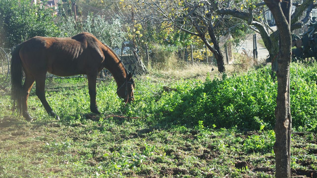 Pensjonat Agriturismo Masseria I Risi SantʼEufemia Lamezia Zewnętrze zdjęcie