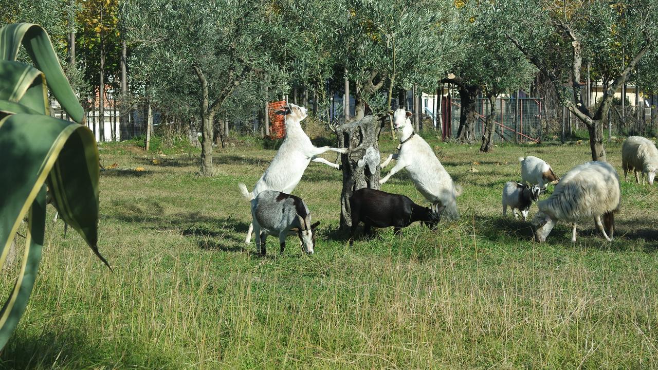 Pensjonat Agriturismo Masseria I Risi SantʼEufemia Lamezia Zewnętrze zdjęcie